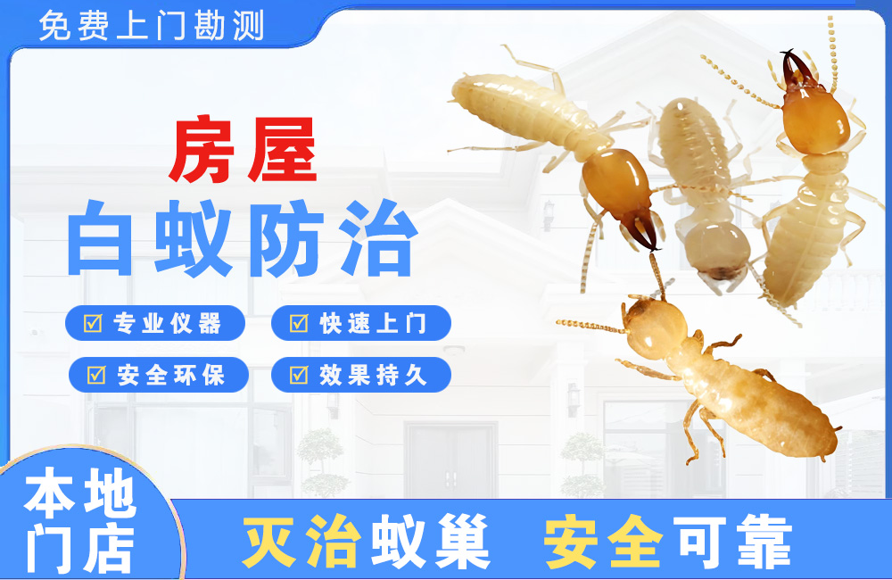 合川房屋白蚁防治